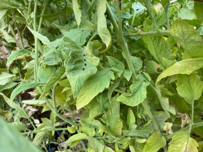 Tomato Hornworm Poop