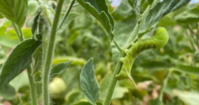 How to Control the Tomato Hornworm Naturally