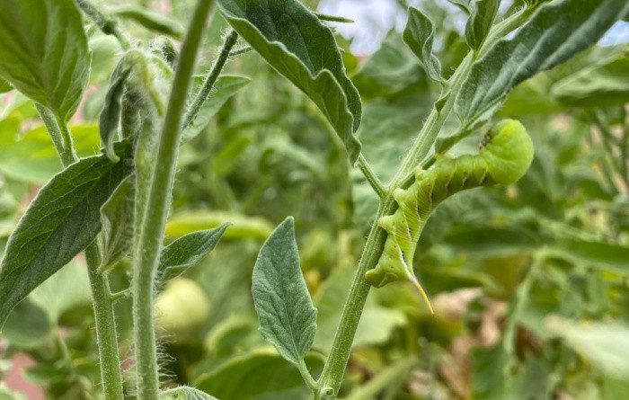 How to Control the Tomato Hornworm Naturally