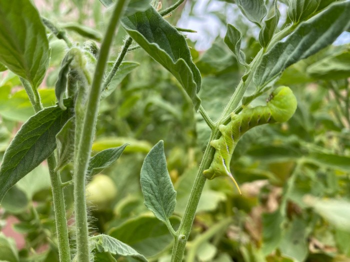 How to Control the Tomato Hornworm Naturally