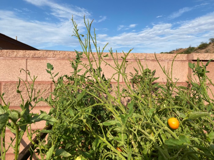 How to Control the Tomato Hornworm Naturally