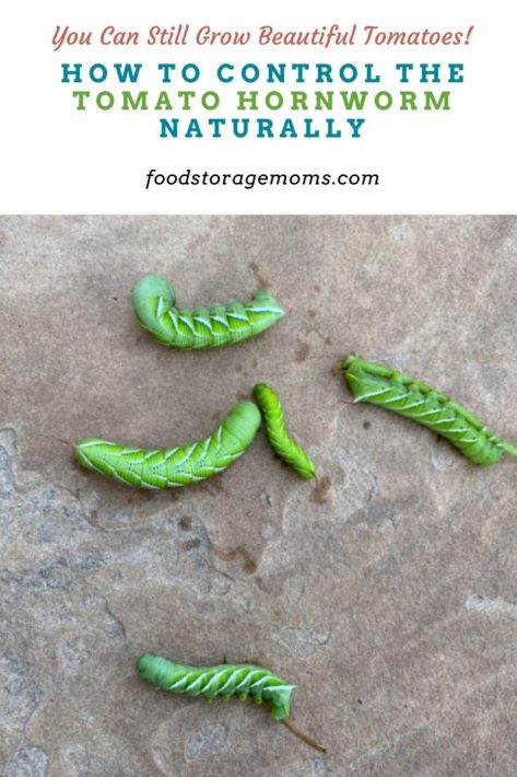 How to Control the Tomato Hornworm Naturally