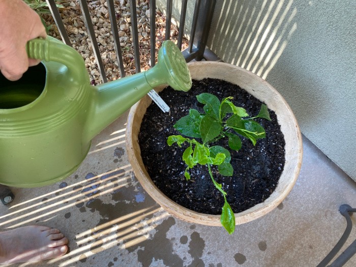 Watering The Plant