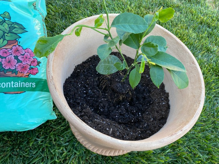 Placing the Lemon Tree in Pot