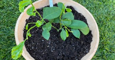 Lemon Tree: Everything You Need To Know