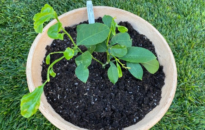 Lemon Tree: Everything You Need To Know