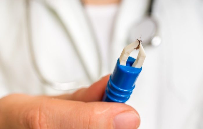Lyme Disease: What You Need to Know