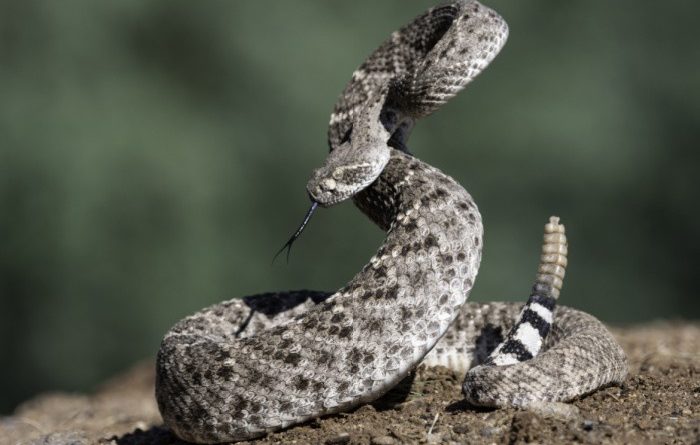Western Diamondback Rattlesnake