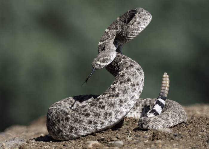 Western Diamondback Rattlesnake