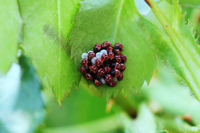 Larva and Eggs of Stink Bugs