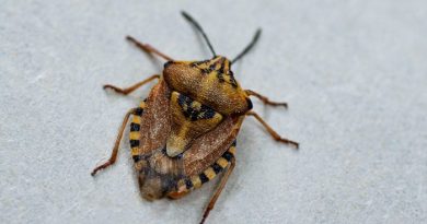 Stink Bugs: What You May Not Know