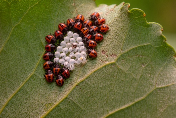 Stink Bugs: What You May Not Know