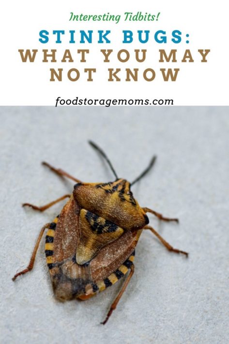 Stink Bugs: What You May Not Know
