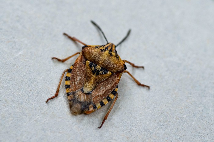 Stink Bugs: What You May Not Know