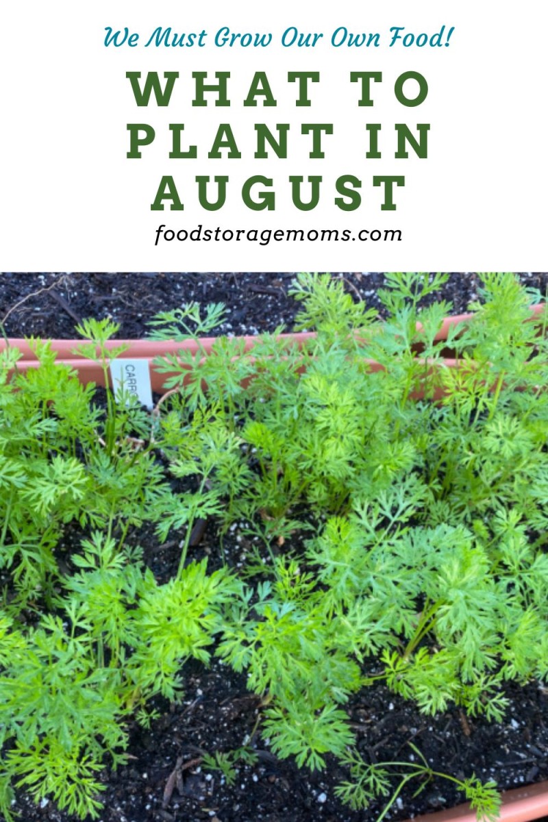 What To Plant In August Food Storage Moms