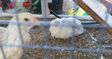 Chickens Raymond White