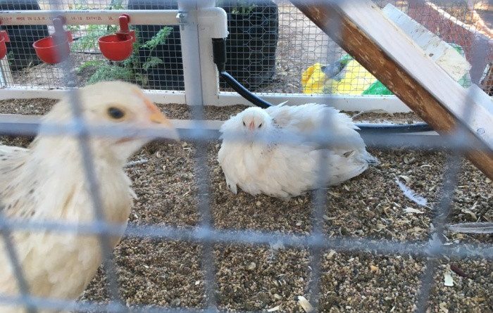 Chickens Raymond White