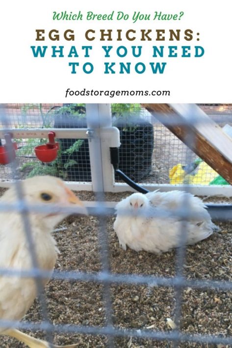 Egg Chickens: What You Need to Know