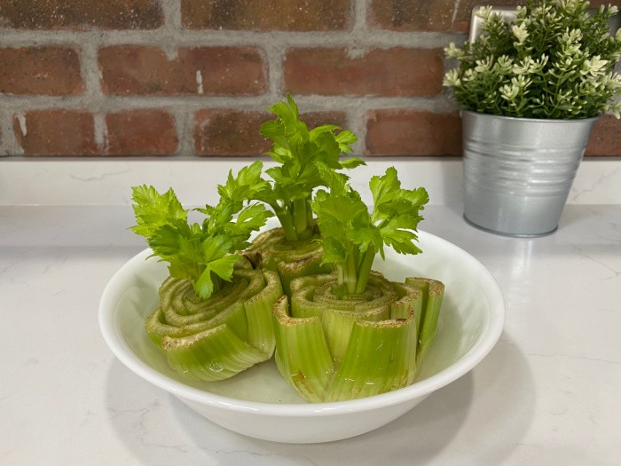 Grow Celery