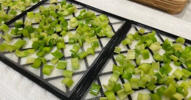 How To Dehydrate Celery + Celery Powder