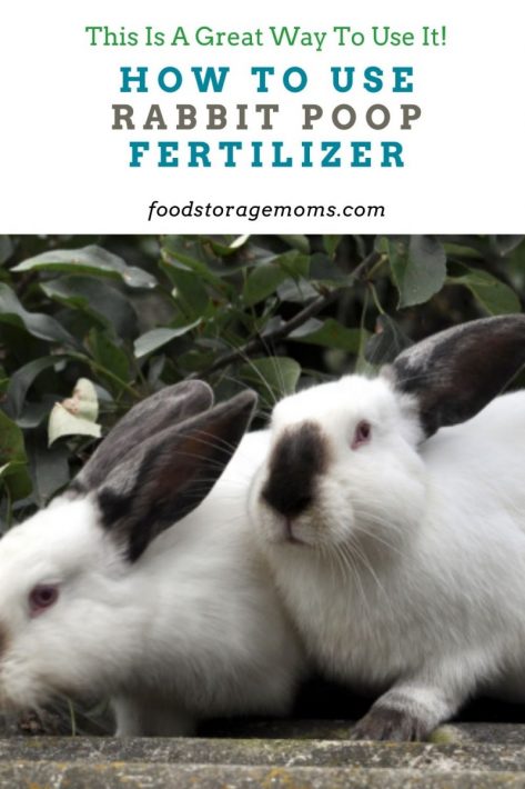 How to Use Rabbit Poop Fertilizer