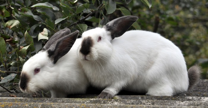 How to Use Rabbit Poop Fertilizer