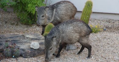Javelina: Everything You Need to Know