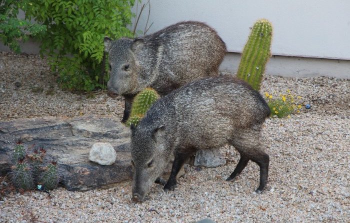 Javelina: Everything You Need to Know