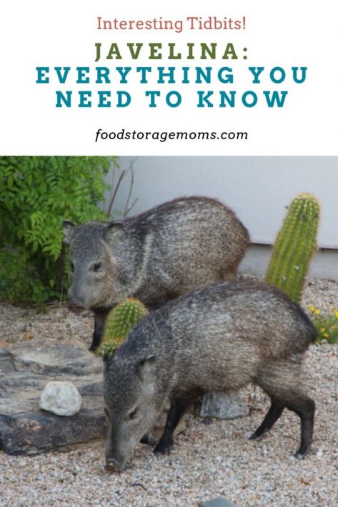 Javelina: Everything You Need to Know