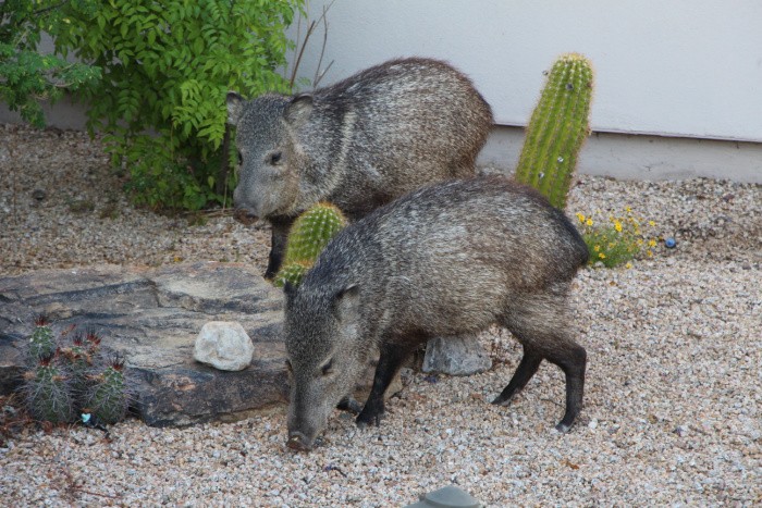 Javelina: Everything You Need to Know