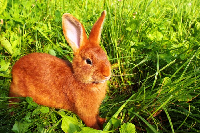 Red New Zealand Rabbit