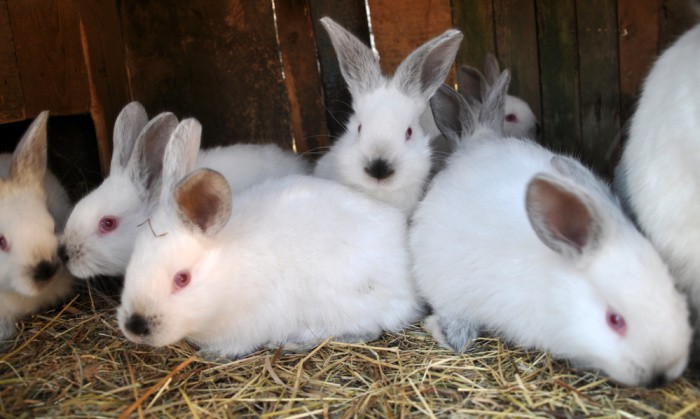 Meat Rabbits: Tips for Raising Them