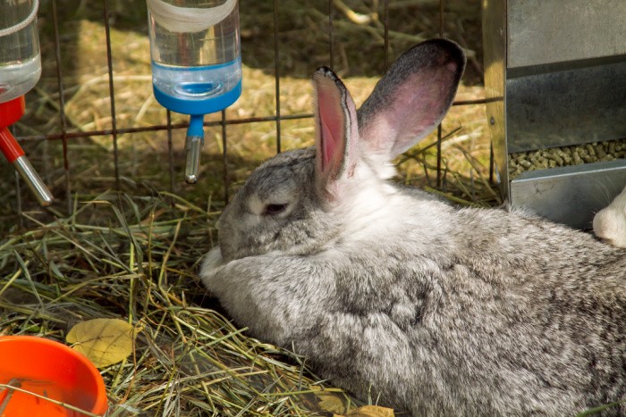 Grey Rabbit