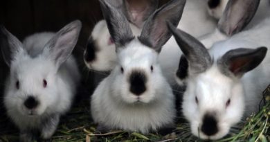 Meat Rabbits: Tips for Raising Them