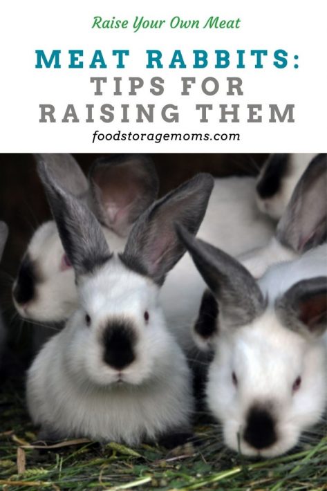 Meat Rabbits: Tips for Raising Them