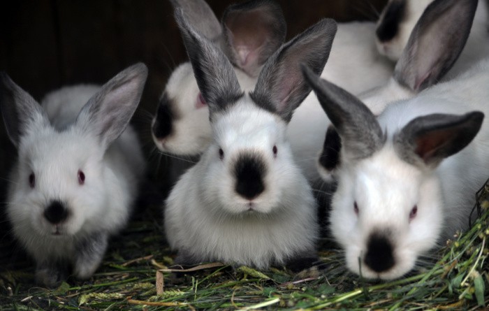 Meat Rabbits: Tips for Raising Them