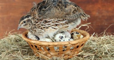 Raising Quail: What You Need to Know