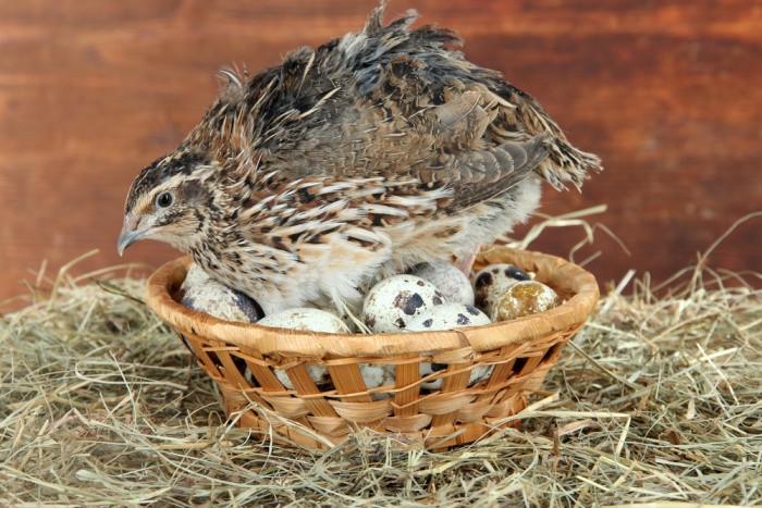 Raising Quail: What You Need to Know