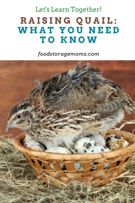 Raising Quail: What You Need to Know