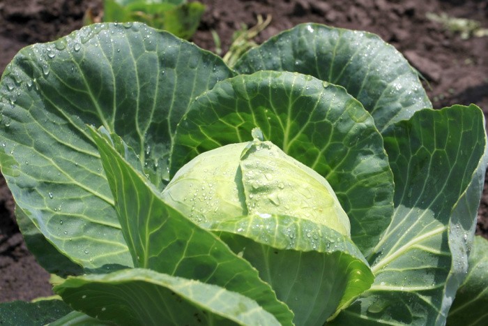 Cabbage Growing