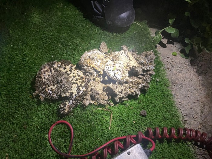 European Yellow Jacket Nest 1