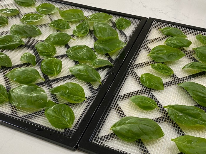 How to Dehydrate Basil and Freeze It