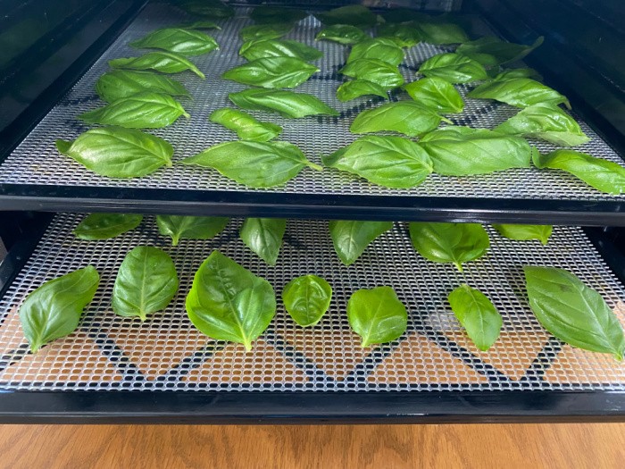 How to Dehydrate Basil and Freeze It