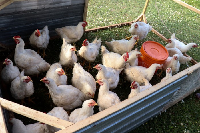 Cornish Cross Meat Chickens