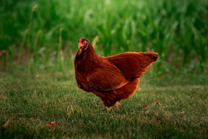 Buckeye Meat Chickens