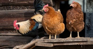 Meat Chickens: What You Need to Know