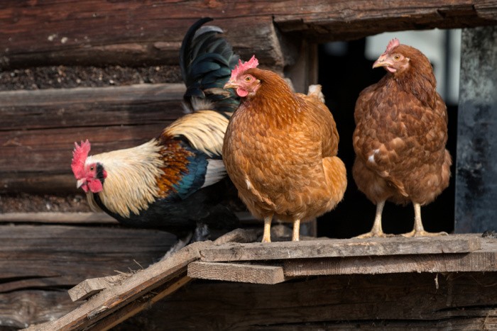 Meat Chickens: What You Need to Know