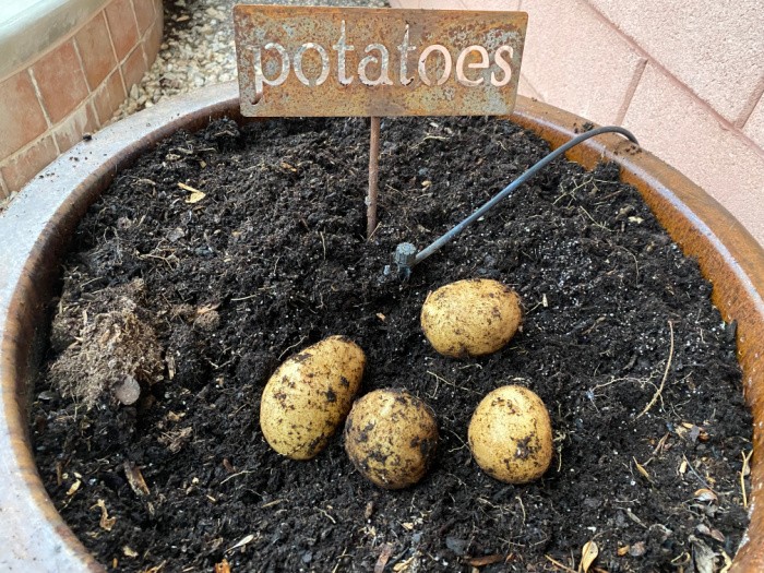 Potatoes Freshly Picked