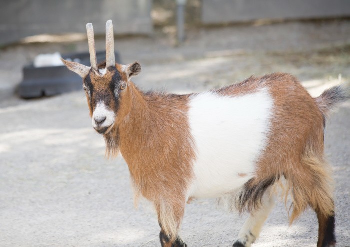 Raising Goats: What You Need to Know