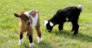Raising Goats: What You Need to Know